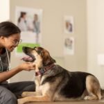 Nutrition And Weight Management In Veterinary Health