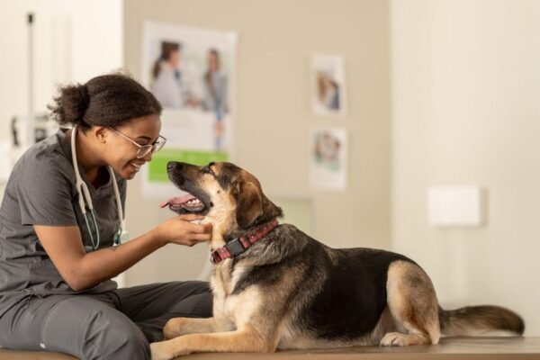 Veterinarian checking pet’s weight and nutrition plan for better veterinary health