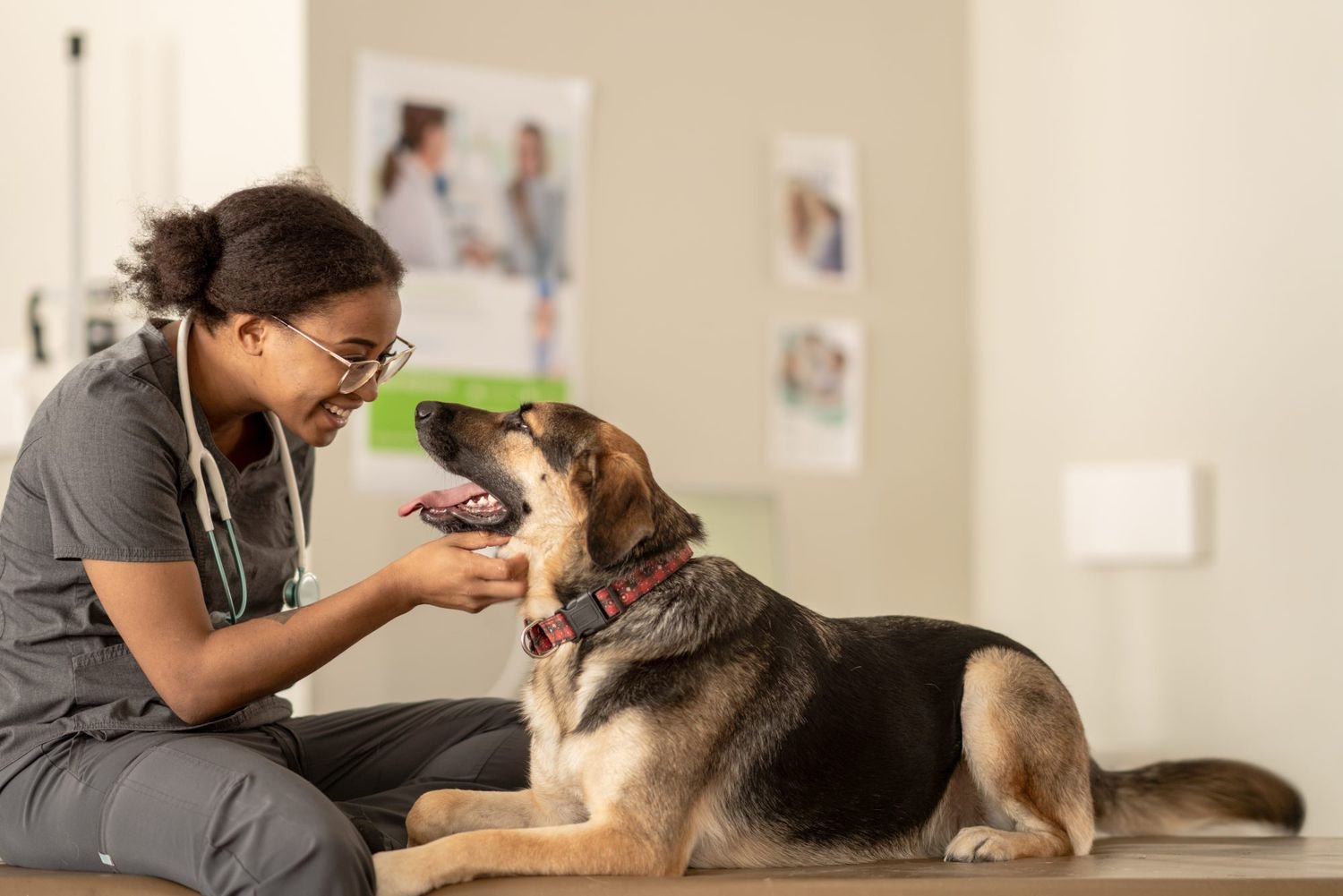 Veterinarian checking pet’s weight and nutrition plan for better veterinary health
