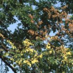Late-Season Tips to Keep Your Elms Healthy and Dutch Elm-Free