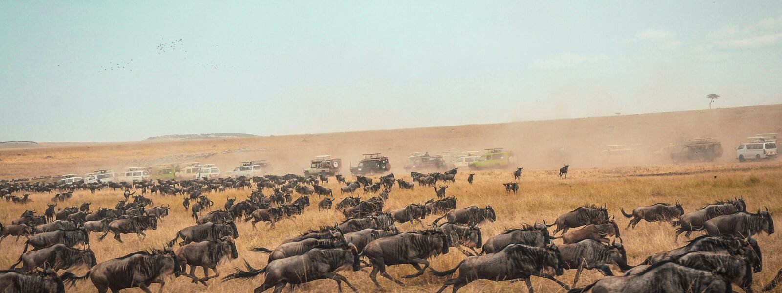 The Great Wildebeest Migration across the African plains with thousands of animals
