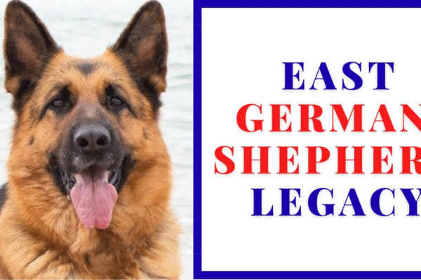 The Making of the Ultimate Protection Dog