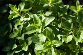 8 Must-Have Herbs to Grow: From Coriander to Oregano