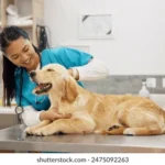 3 Strategies To Reduce Stress In Pets During Vet Visits