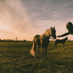 How Do Equine Bones Regenerate and Repair After Fractures?