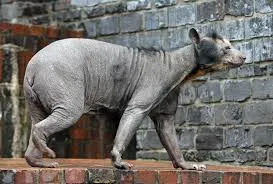 Hairless Bear: Complete Guide and Key Facts Wildlife conservation hairless bears