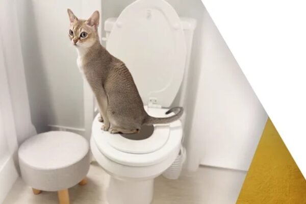 The Cat Throne Sets New Standard as the First Humane Cat Toilet Training System the First Humane Cat Toilet Training System