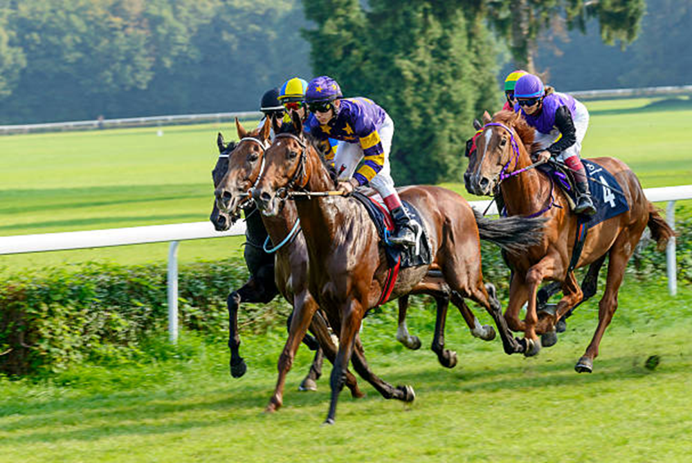 Your Guide to Horse Racing Strategy