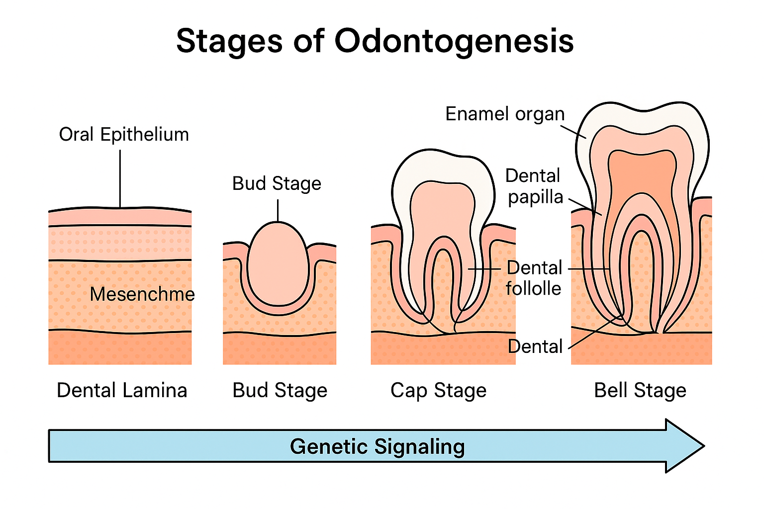 diagram showing stages of odontogenesis