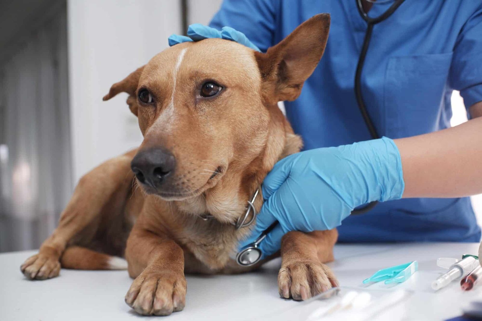 Veterinarian examining a healthy dog during a preventive care visit.