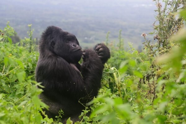 Gorilla Trekking and Uganda Holiday Safari Packages: A Journey into Africa’s Wild Heart
