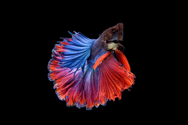 The Alien Male Betta: A Rare Hybrid Beauty for Every Aquarium