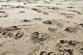 Hoofprints In The Sand