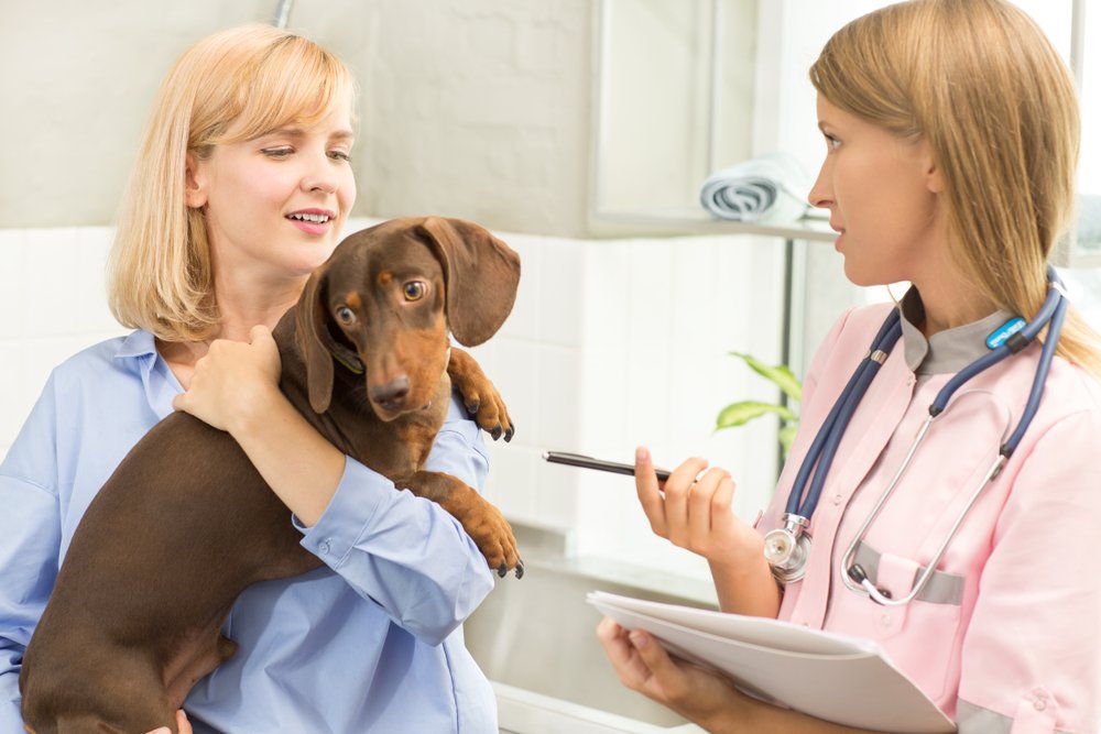 General veterinarian consulting with a veterinary specialist about a pet’s treatment.