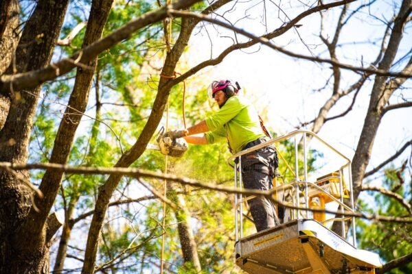Why You Should Always Hire Professionals for Tree Removal