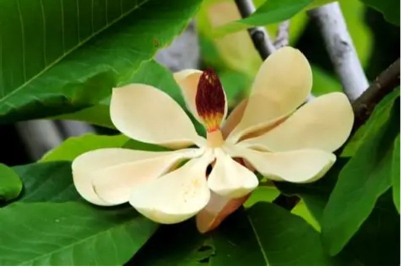 Magnolia Officinalis