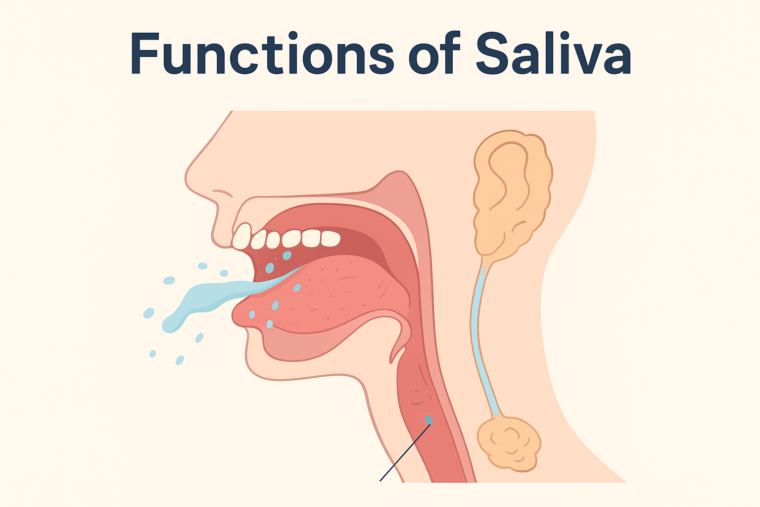 Illustration of the functions of saliva showing a side view of the mouth,tongue, and salivary glands, with saliva flowing out to represent lubrication, digestion, buffering, and antimicrobial protection.