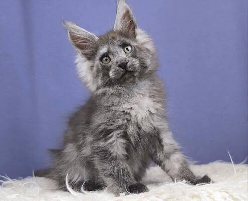 Choose a Pedigree Pet: