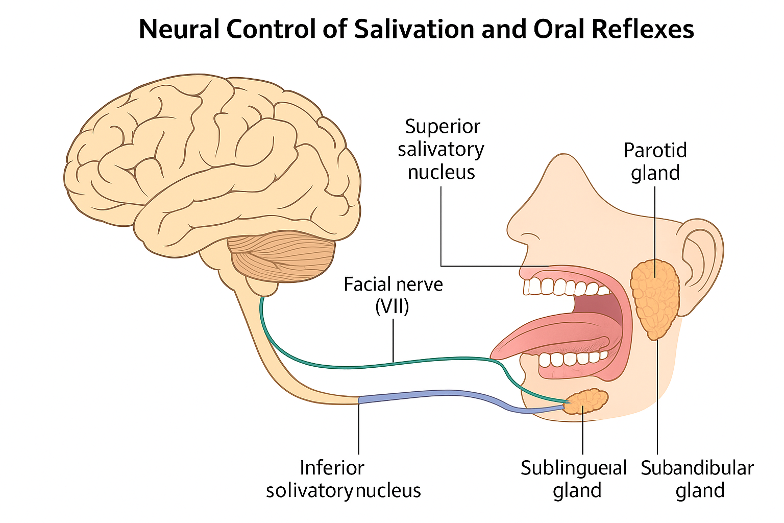 neural pathways and reflex arcs
