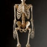 The Human Skeleton: Structure, Function, and Everyday Importance