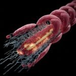 The Physiology of Muscle Contraction: How Movement Happens