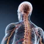 Understanding How the Nervous System Controls Body Functions