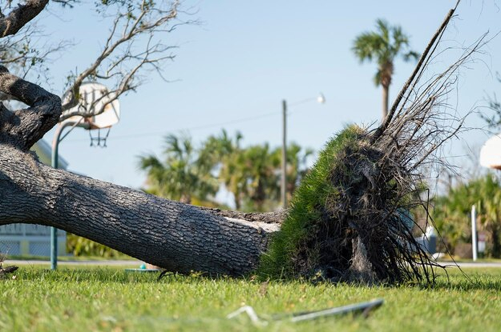 How Removing Problem Trees Can Make Your Property Shine