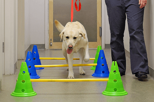 Rehabilitation Services Are Growing In Pet Care