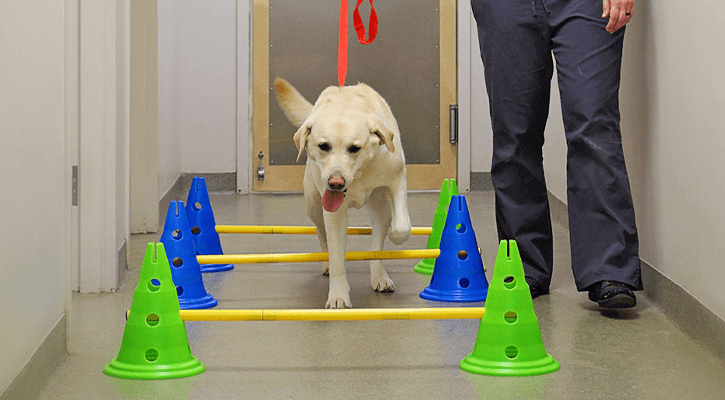 Rehabilitation Services Are Growing In Pet Care
