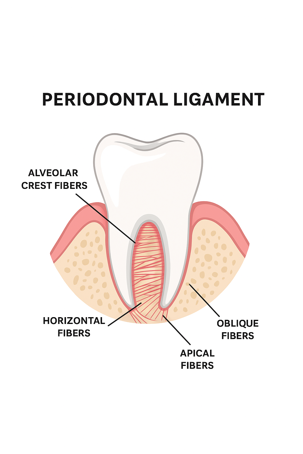 Anatomical illustration of a tooth showing the periodontal ligament fibers, including alveolar crest, horizontal, oblique, and apical fibers connecting the tooth to the alveolar bone.