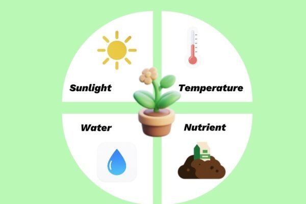 An image showcasing 4 environmental conditions needed for plant growth