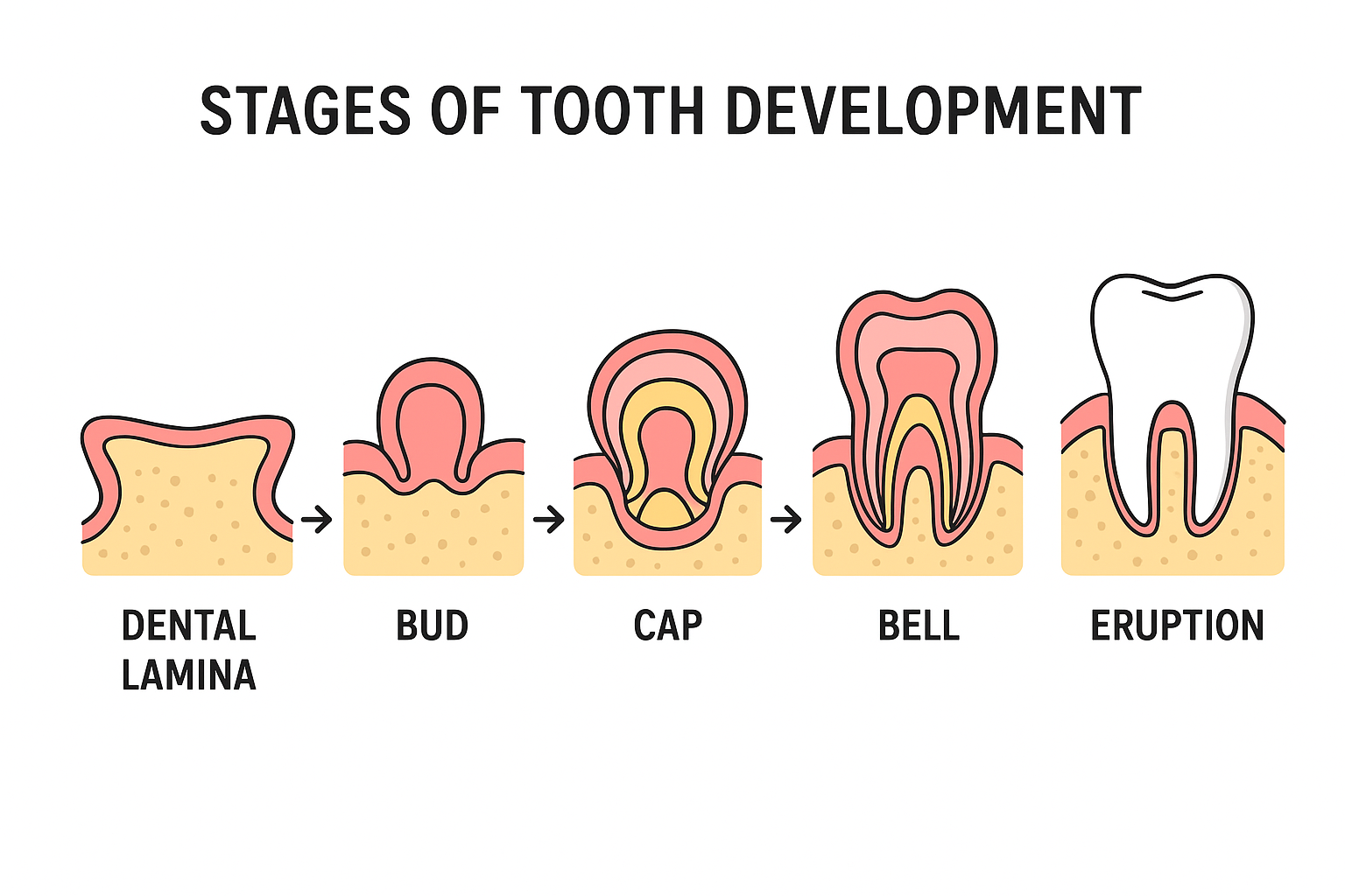 stages of tooth development from dental lamina to bud, cap, bell, and eruption in human dentition,