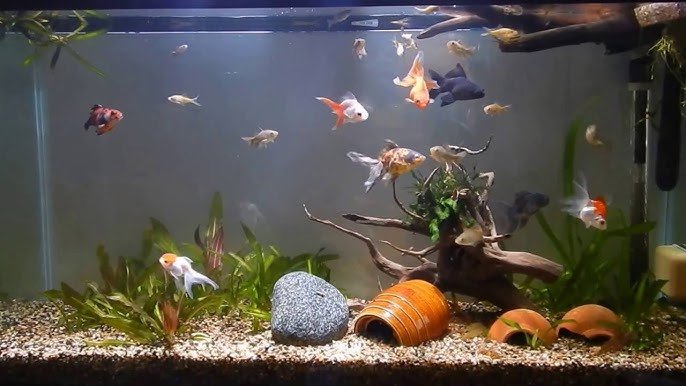 how many fish for 7400 gallons of water