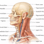 Overview of Head and Neck Anatomy: Structure and Functional Importance