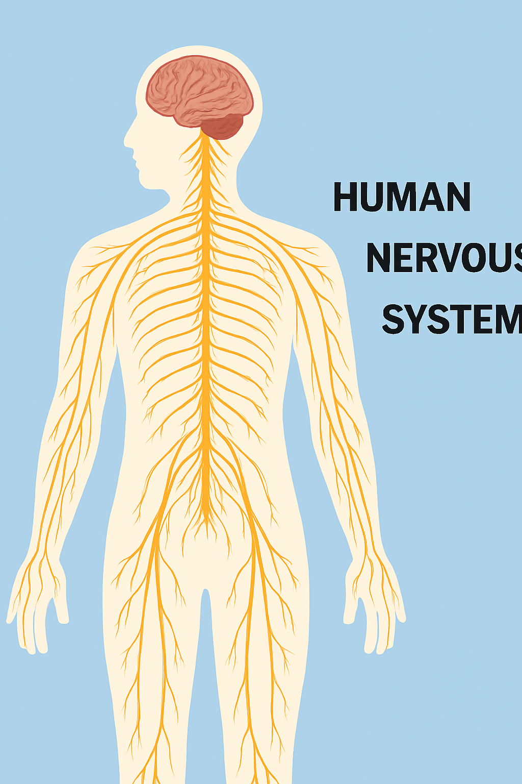 Human Nervous System Diagram