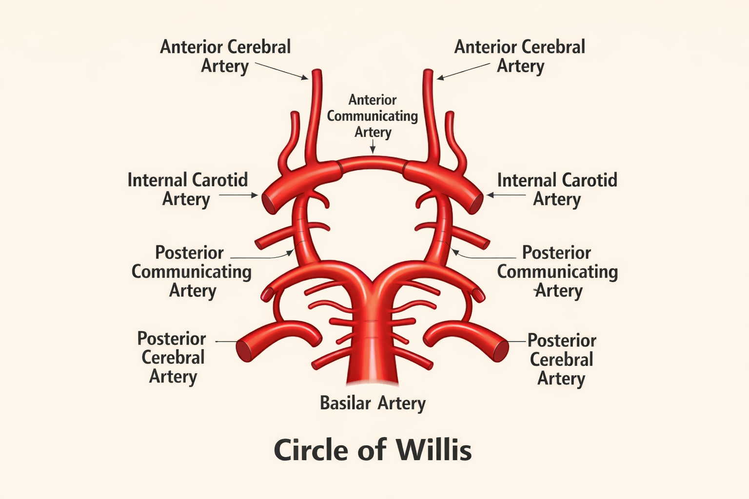 Circle of Willis anatomy illustration