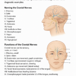 A Guide to the Cranial Nerves: Names, Functions, and Clinical Relevance