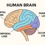 The Human Brain: Structure, Lobes, and Their Functions