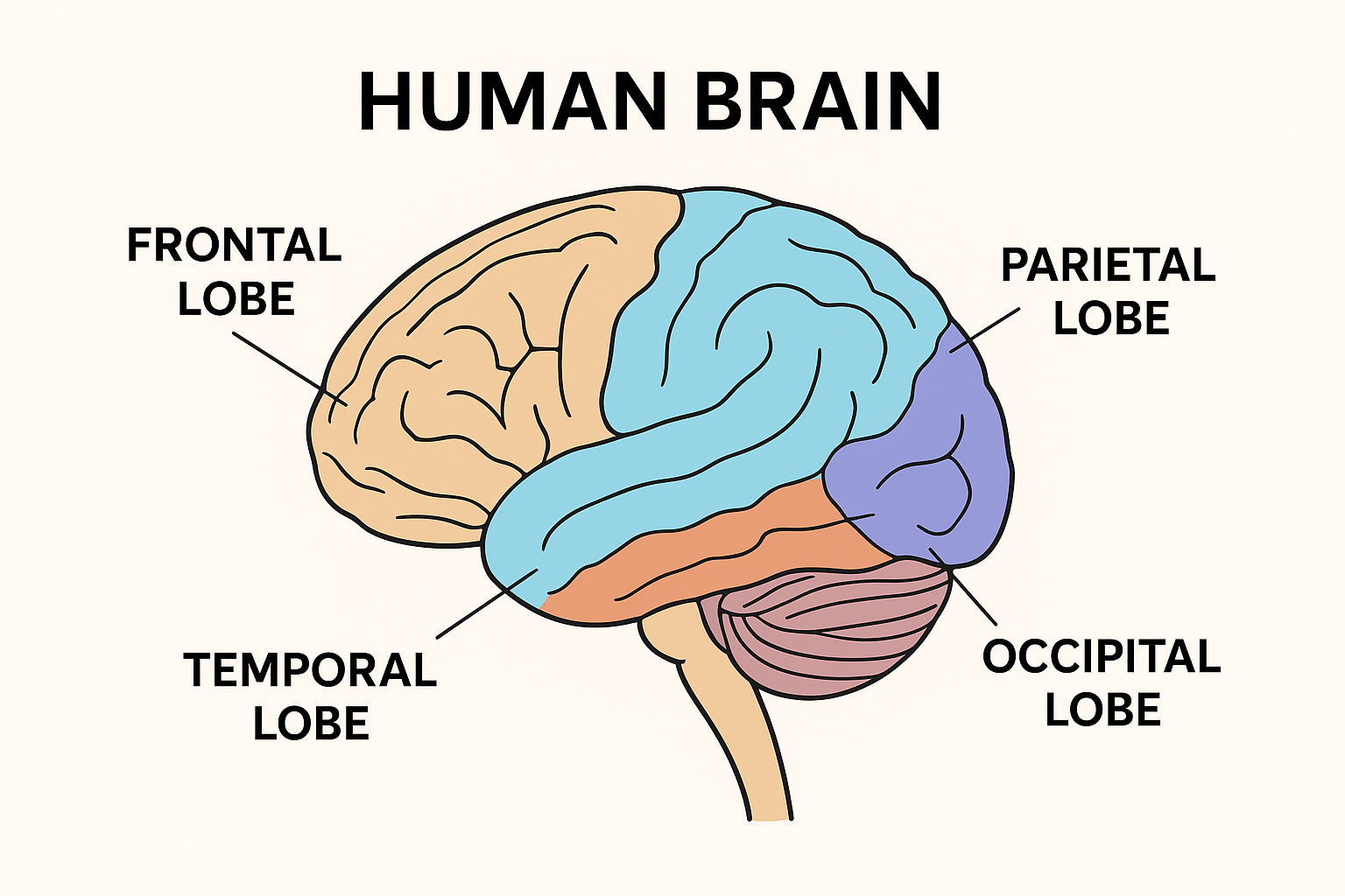 Human Brain Diagram with Lobes