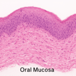 Oral Mucosa Histology: Types, Functions, and Clinical Significance