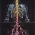 The Nervous System: How the Body Sends and Receives Signals