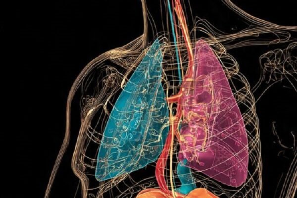 Hormones & Health: Understanding the Endocrine System