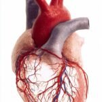 The Cardiovascular System: The Heart and Circulation