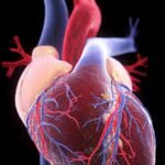 The Cardiovascular System: The Heart and Circulation