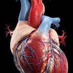 The Human Circulatory System Explained: An Engine That Sustains Life