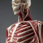 The Musculoskeletal System: Movement, Support, and Protection