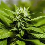 Your Essential Guide to Buying High-Quality CBD Hemp Flower Online