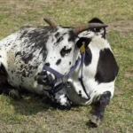 Common Viral Diseases in Cattle