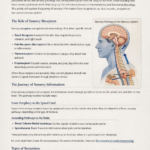 Peripheral Nerves and Sensory Pathways: How the Body Detects and Responds