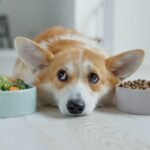 Finding the Best Dog Food for Allergies: Relief for Itchy Pups